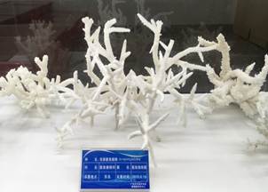 说明:L:\suncitygroup太阳新城宣传片素材\2016微信公众号推送文件\照片\南海珊瑚礁生物标本馆以及部分科考展品-2.jpg